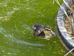 Tiergarten Schönbrunn am 11.April 2024